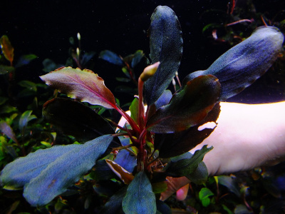 Буцефаландра sp Bungan, шт